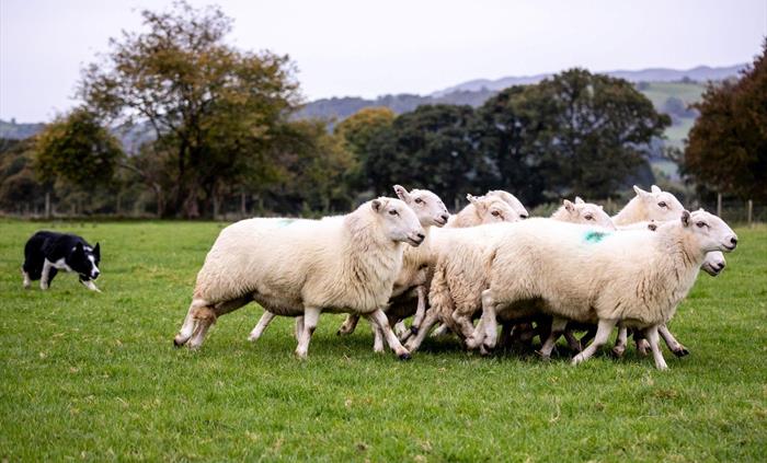 Herding the sheep